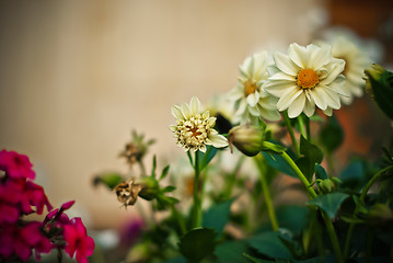 Image showing floral background