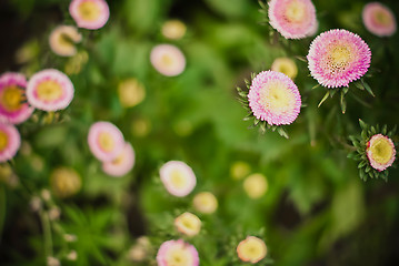 Image showing floral background