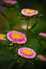 Image showing blossoming pink flowers