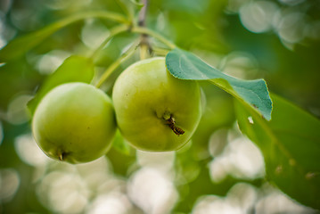 Image showing two green apples