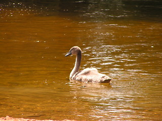 Image showing Grey swan