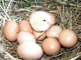 Image showing To roll out of egg