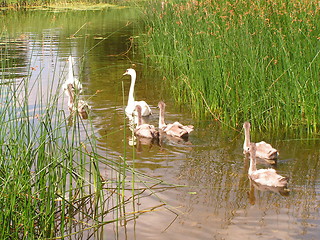 Image showing Swan family