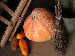Image showing Big pumpkin