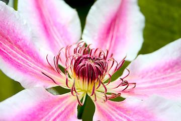 Image showing Clematis