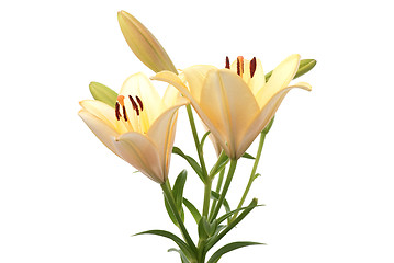 Image showing Yellow lilies