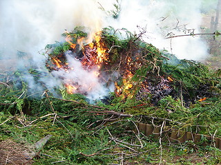 Image showing burning bush