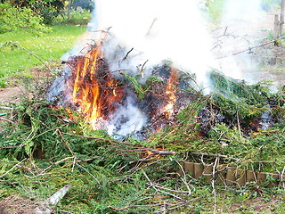 Image showing burning bush