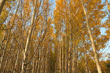 Image showing Autumn Trees