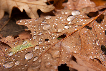 Image showing Leaves