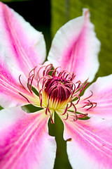Image showing Clematis 3