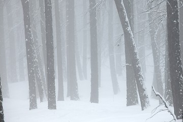 Image showing Winter fog