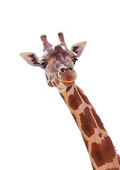 Image showing Giraffe