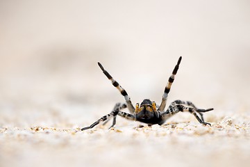 Image showing Spider