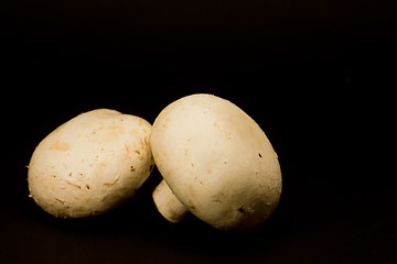 Image showing Mushrooms