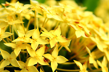 Image showing yellow flower 