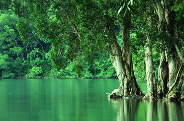 Image showing Green forest 