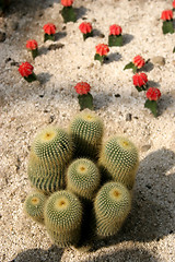 Image showing Cactus