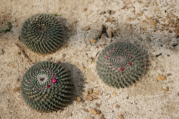 Image showing Cactus