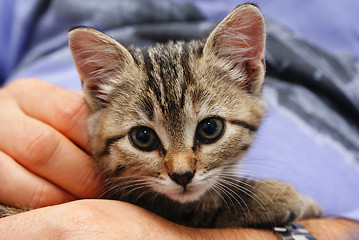 Image showing gray tabby