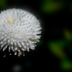 Image showing Keswick Flower