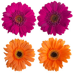 Image showing Set of pink and orange gerbera flowers