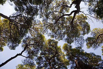 Image showing Pine treetops