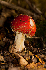 Image showing Fly agaric