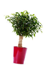 Image showing ficus benjamina natasja