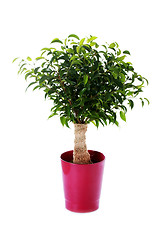 Image showing ficus benjamina natasja