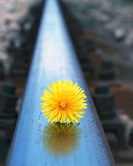 Image showing lonely flower