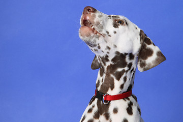 Image showing Dalmation