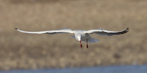 Image showing Seagull in flight 2