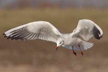 Image showing Seagull in flight 3