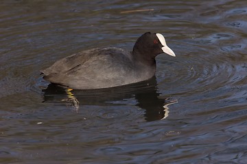 Image showing Eurasian coot 2