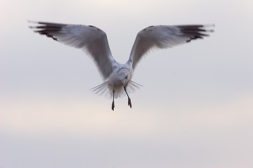 Image showing Seagull in flight 4