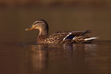 Image showing Mallard