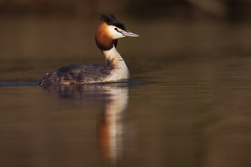 Image showing Great crested grebe