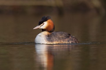 Image showing Great crested grebe
