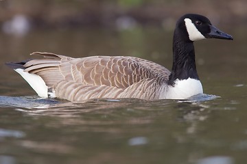 Image showing Canadian goose in the water