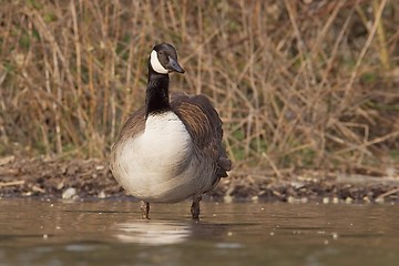 Image showing Canadian goose at the shore