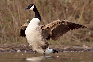 Image showing Canadian goose with widened wings