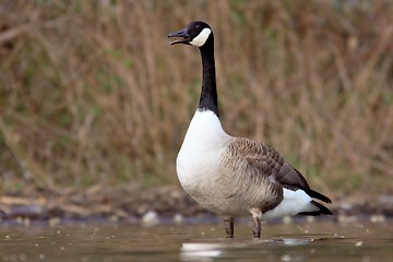 Image showing Canadian goose at the shore