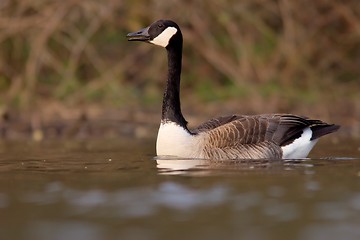 Image showing Canadian goose in the water