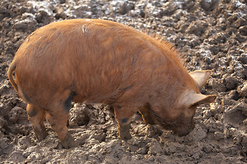 Image showing Tamworth pig