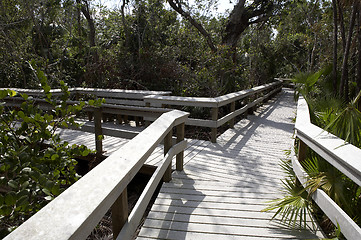 Image showing Walkways within mahogany hammock