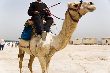 Image showing Camel