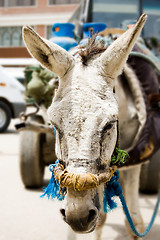 Image showing Donkey Closeup