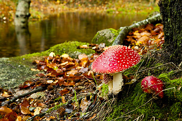 Image showing  Amanita poisonous mushroom