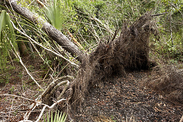 Image showing Fallen tree